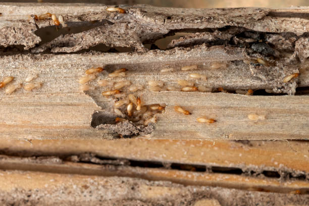 Best Affordable Pest Control Services  in Osceola, IA